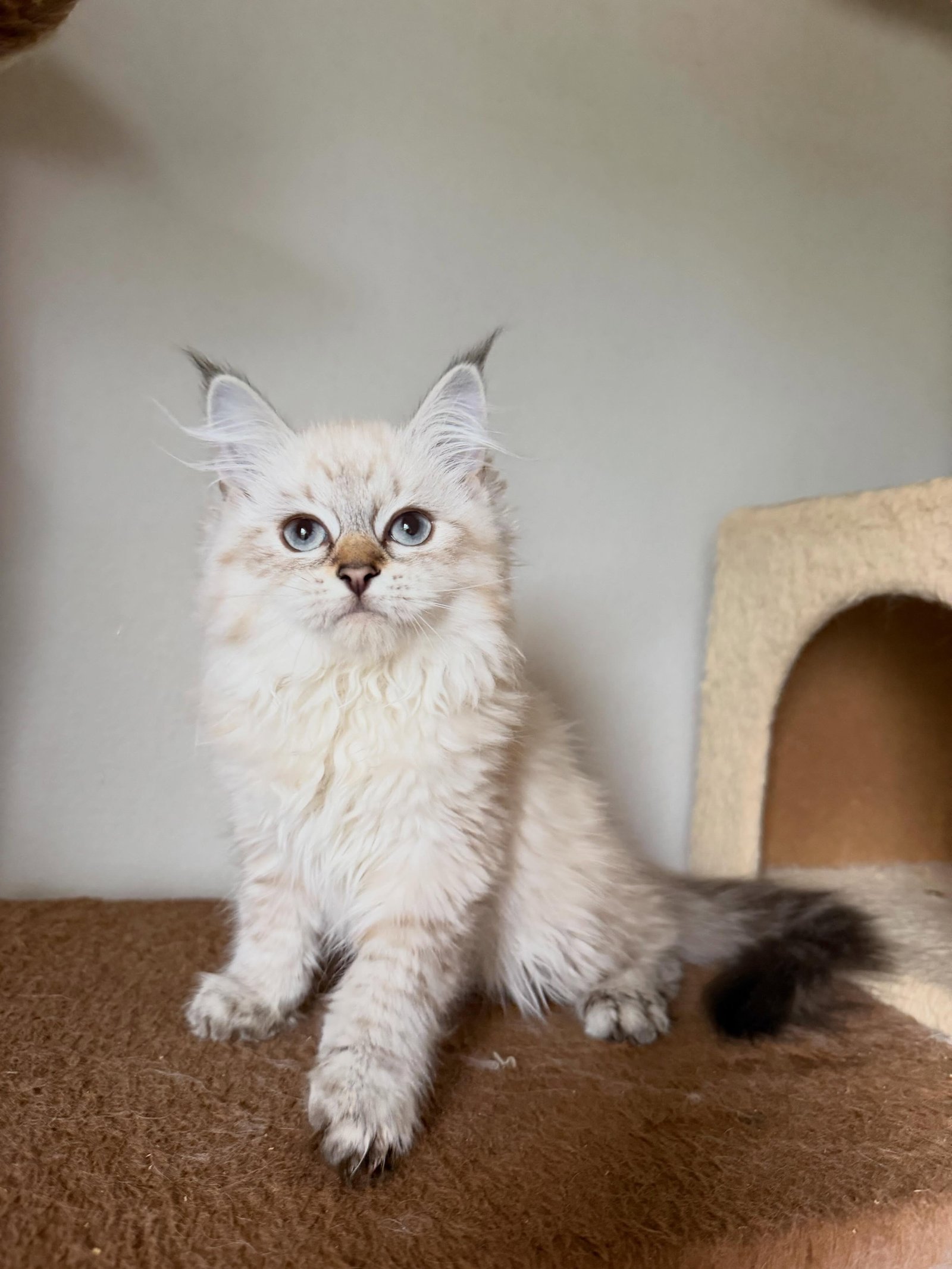 Simba, a male Siberian kitten
